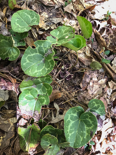 image of Hexastylis heterophylla, Variable-leaf Heartleaf