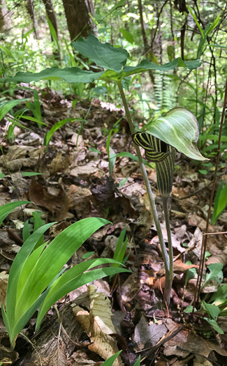 image of Arisaema triphyllum, Common Jack-in-the-Pulpit, Indian Turnip