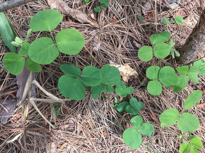 image of Desmodium rotundifolium, Roundleaf Tick-trefoil, Dollarleaf, Prostrate Tick-trefoil, Sessileleaf Tick-trefoil