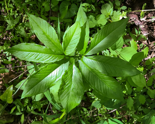 image of Arisaema dracontium, Green Dragon