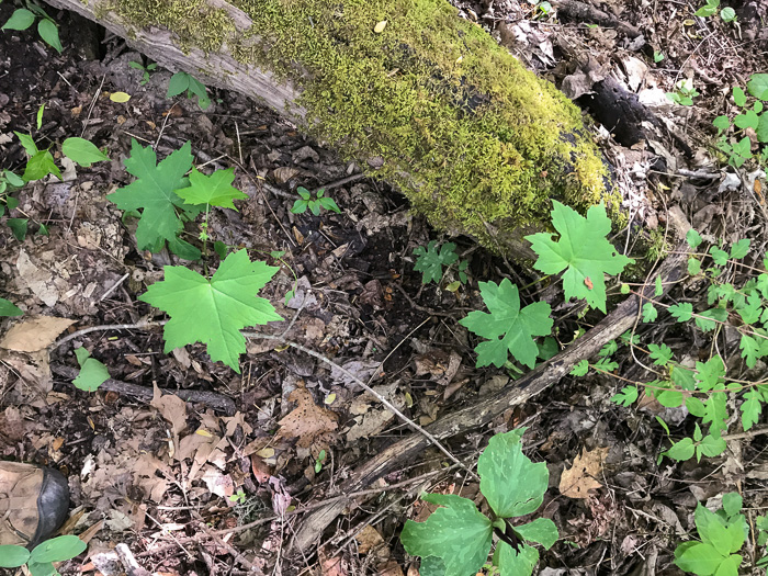 image of Hydrophyllum canadense, Mapleleaf Waterleaf, Broadleaf Waterleaf, Canada Waterleaf, Bluntleaf Waterleaf