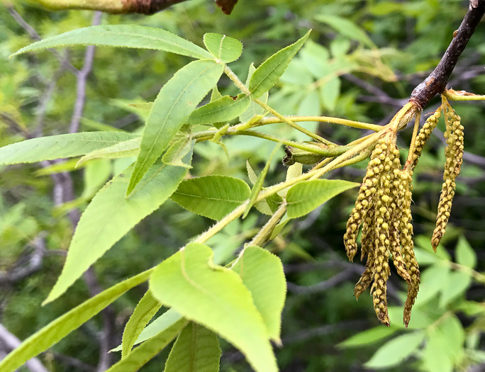 image of Carya pallida, Sand Hickory, Pale Hickory