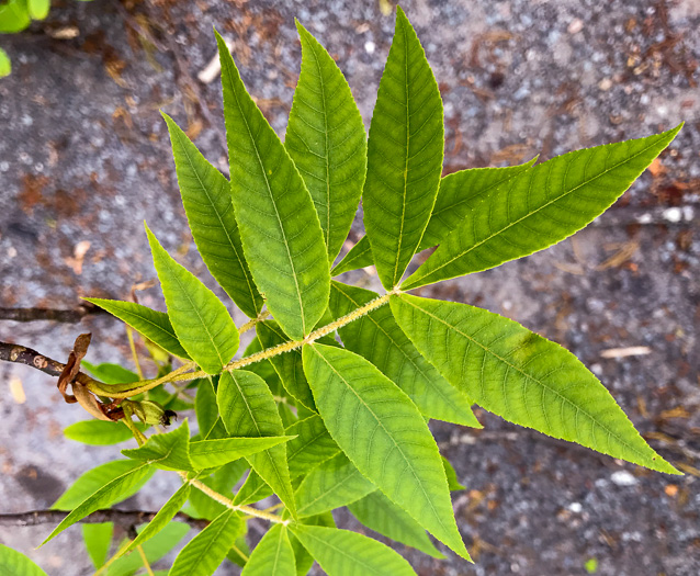 image of Carya pallida, Sand Hickory, Pale Hickory