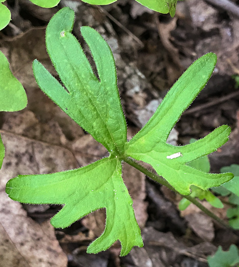 image of Viola subsinuata var. subsinuata, Wavyleaf Violet