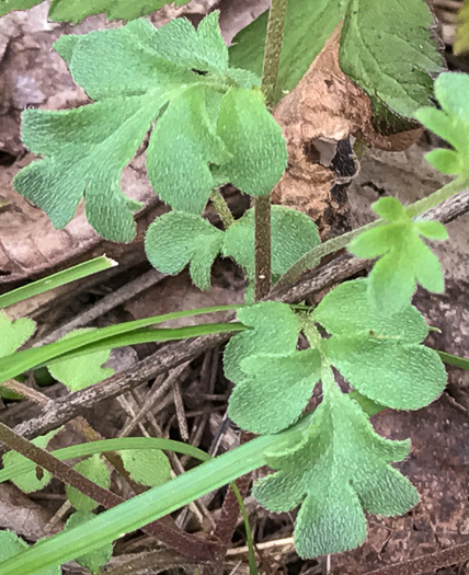 image of Phacelia maculata, Spotted Phacelia, Flatrock Phacelia