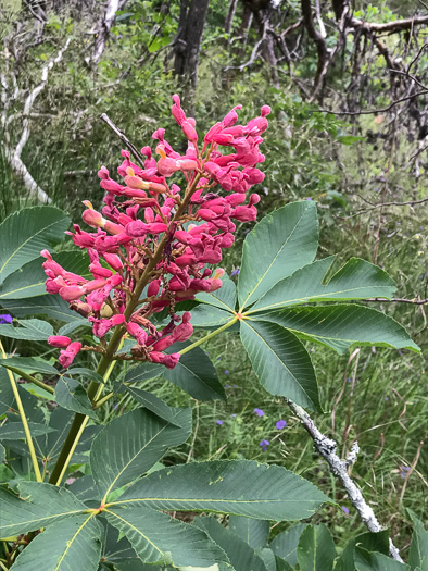 Painted Buckeye (Aesculus sylvatica)