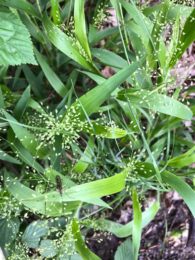 image of Dichanthelium laxiflorum, Open-flower Witchgrass, Open-flower Rosette Grass