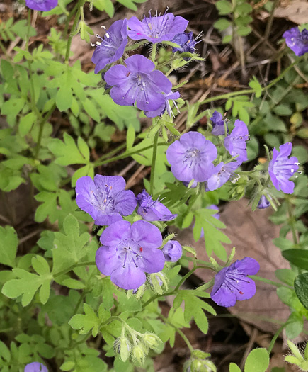 image of Phacelia maculata, Spotted Phacelia, Flatrock Phacelia