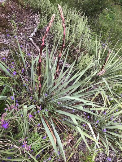 image of Yucca filamentosa, Beargrass, Spoonleaf Yucca, Curlyleaf Yucca