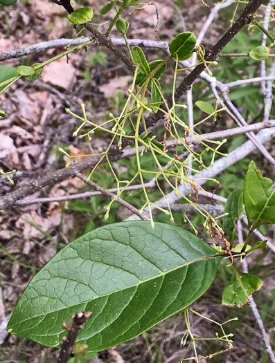 image of Chionanthus virginicus, Fringetree, Grancy Graybeard, Old Man's Beard, Grandsir-graybeard