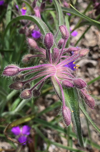 image of Tradescantia hirsuticaulis, Hairy Spiderwort