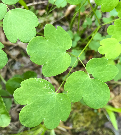 image of Thalictrum pubescens, Common Tall Meadowrue, King-of-the-meadow, Late Meadowrue