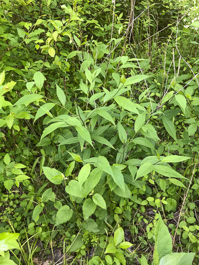 image of Amsonia tabernaemontana, Eastern Bluestar, Blue Dogbane, Wideleaf Bluestar