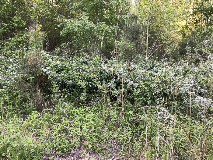 image of Rubus pensilvanicus, Pennsylvania Blackberry, Highbush Blackberry, Eastern Blackberry, Southern Blackberry