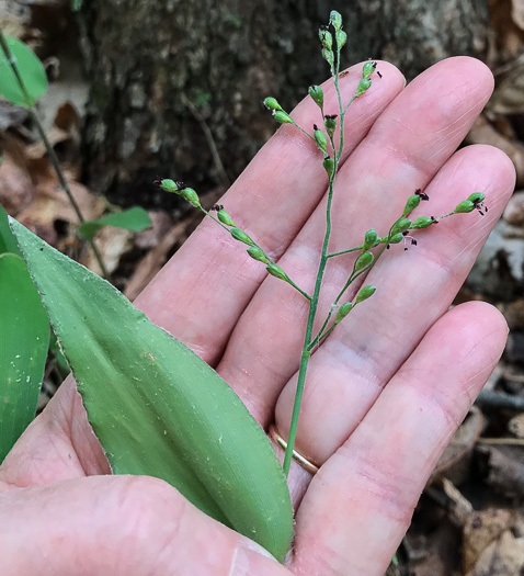 image of Dichanthelium boscii, Bosc's Witchgrass