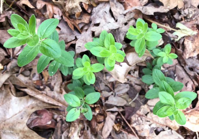 image of Galium pilosum, Hairy Bedstraw