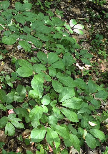 image of Panax quinquefolius, American Ginseng, Sang