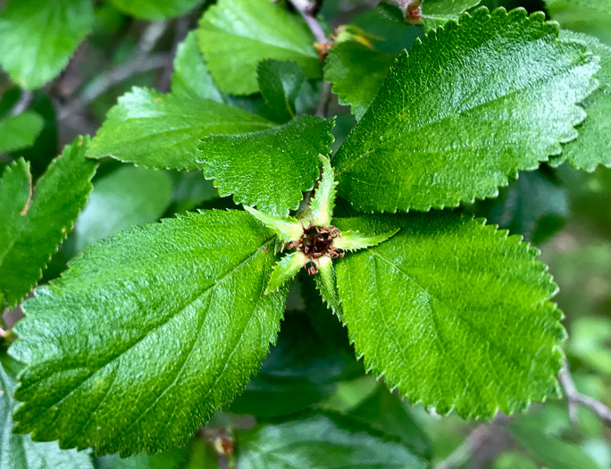 image of Crataegus uniflora, Oneflower Hawthorn, Dwarf Haw