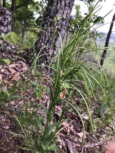 image of Borodinia missouriensis, Missouri Rockcress