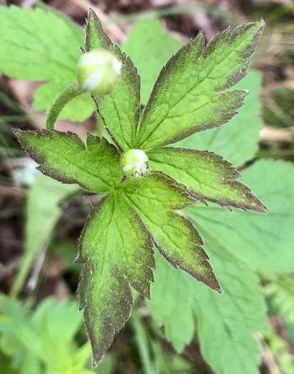 image of Anemone virginiana var. virginiana, Thimbleweed, Tall Thimbleweed, Tall Anemone