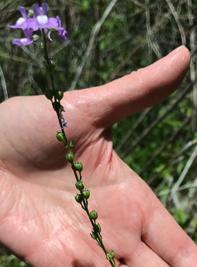 image of Linaria canadensis, Oldfield Toadflax, Common Toadflax, Canada Toadflax