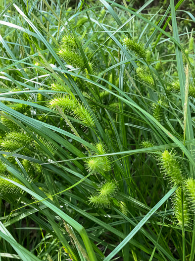 image of Carex lurida, Sallow Sedge