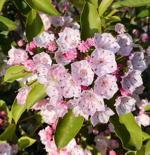 image of Kalmia latifolia, Mountain Laurel, Ivy, Calico-bush, Mountain Ivy