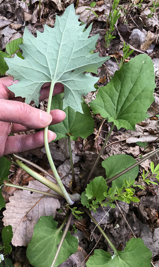 image of Arnoglossum atriplicifolium, Pale Indian-plantain