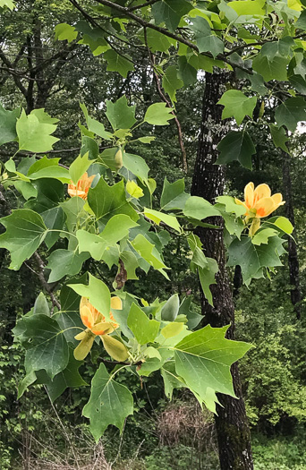 image of Liriodendron tulipifera var. tulipifera, Tulip-tree, Yellow Poplar, Whitewood