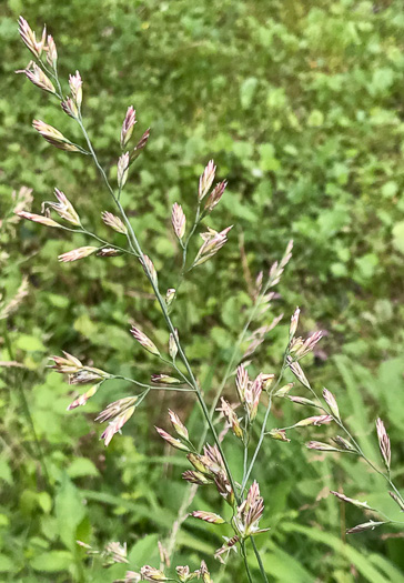 image of Lolium arundinaceum, Tall Fescue, Alta Fescue