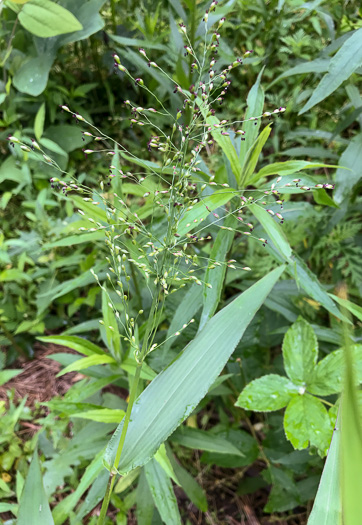 image of Dichanthelium commutatum +, Variable Witchgrass