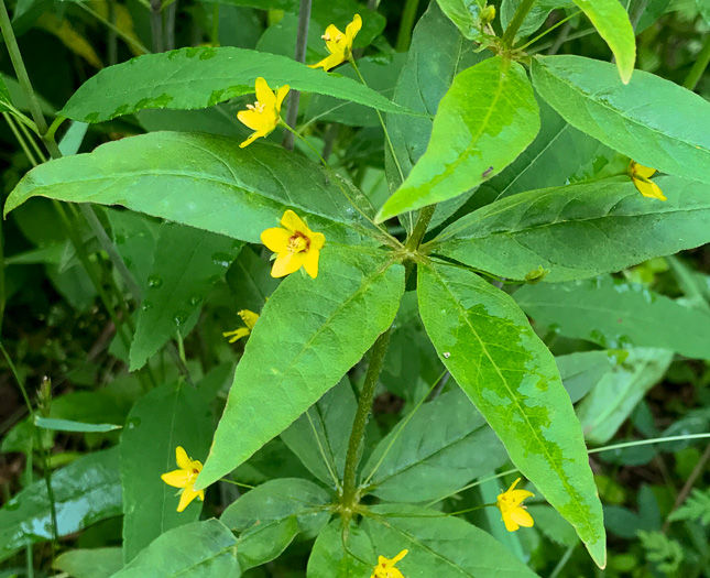 image of Lysimachia quadrifolia, Whorled Loosestrife