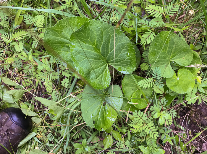 image of Packera aurea, Golden Ragwort, Heartleaf Ragwort, Golden Groundsel