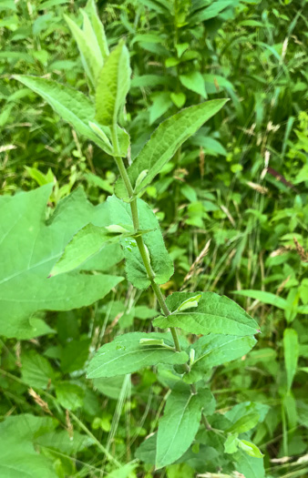 image of Symphyotrichum patens var. patens, Late Purple Aster, Common Clasping Aster, Late Blue Aster, Skydrop Aster