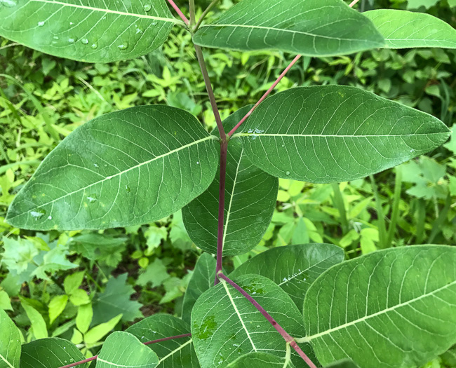 image of Apocynum cannabinum, Indian-hemp, Hemp Dogbane, Marion's Weed