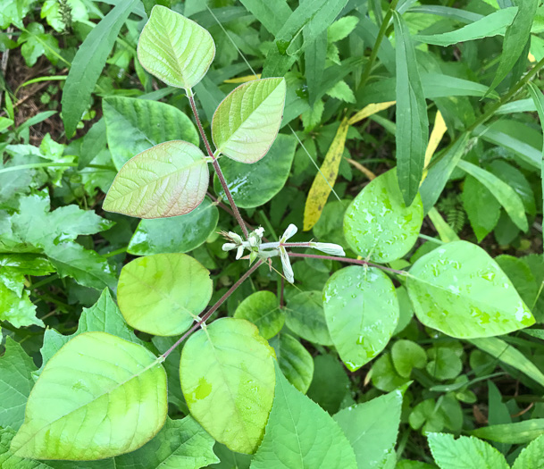 image of Desmodium viridiflorum, Velvety Tick-trefoil, Velvety Tick-clover