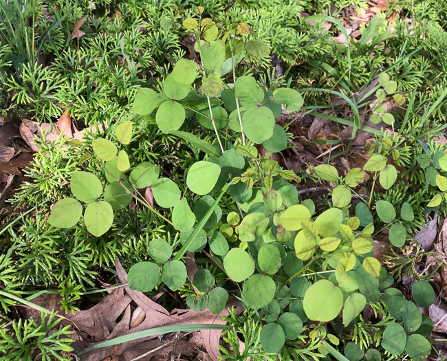 image of Desmodium lineatum, Matted Tick-trefoil, Sand Tick-trefoil