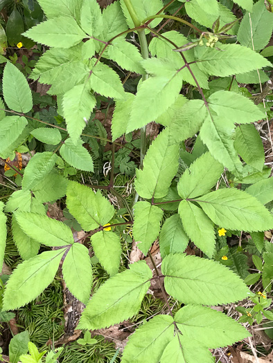 image of Ligusticum canadense, American Lovage