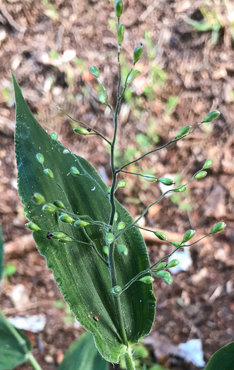 image of Dichanthelium boscii, Bosc's Witchgrass