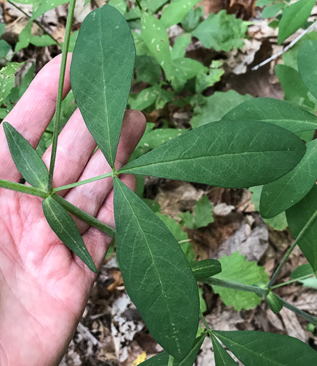 image of Thermopsis fraxinifolia, Ashleaf Golden-banner