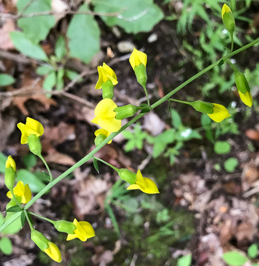 image of Thermopsis fraxinifolia, Ashleaf Golden-banner