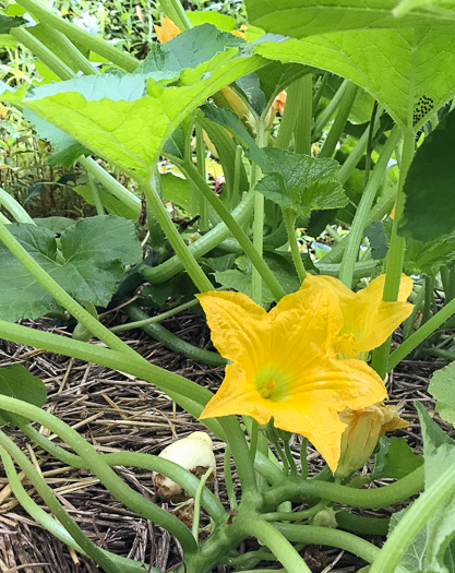 image of Cucurbita melopepo var. melopepo, Crookneck Squash, Straightneck Squash, Acorn Squash, Spaghetti Squash