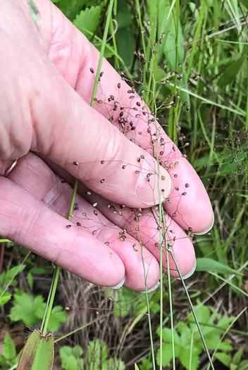 image of Dichanthelium sphaerocarpon, Round-fruited Witchgrass, Roundseed Witchgrass