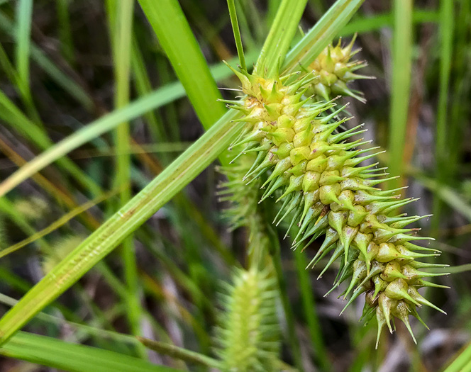 image of Carex lurida, Sallow Sedge