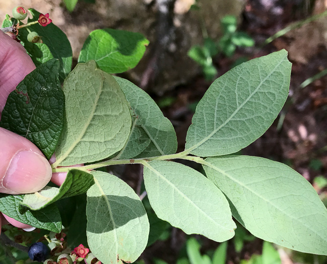 image of Vaccinium corymbosum, Smooth Highbush Blueberry, Northern Highbush Blueberry