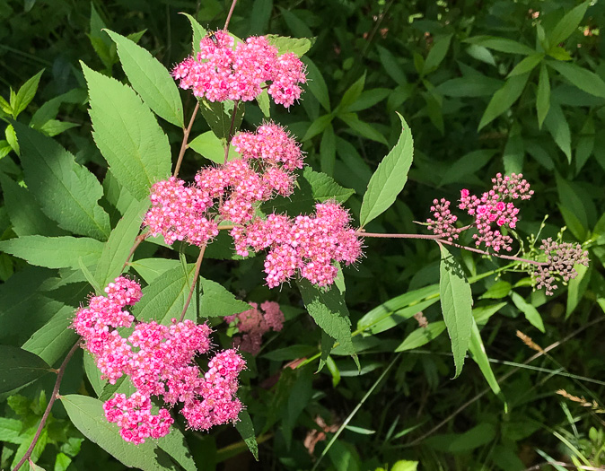 image of Spiraea japonica, Japanese Spiraea