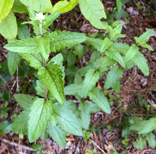 image of Eupatorium pilosum, Rough Boneset, Ragged Eupatorium