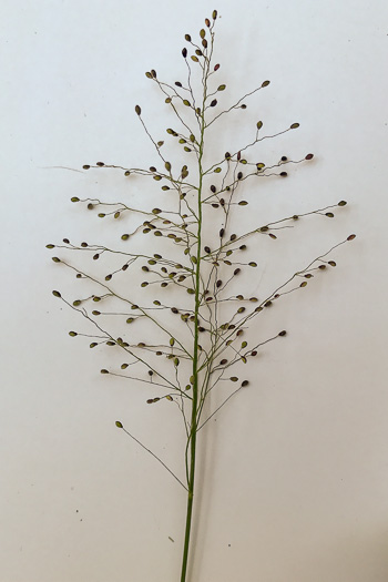 image of Dichanthelium sphaerocarpon, Round-fruited Witchgrass, Roundseed Witchgrass