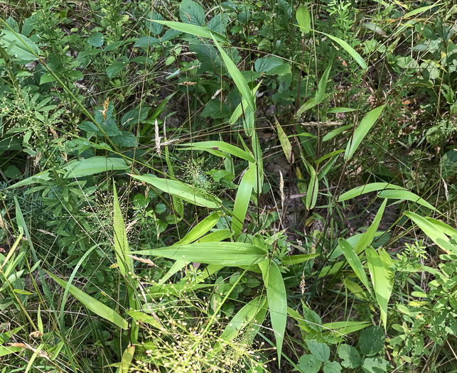 image of Dichanthelium polyanthes, Many-flowered Witchgrass, Small-fruited Witchgrass, Roundseed Witchgrass