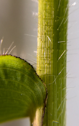 image of Dichanthelium clandestinum, Deer-tongue Witchgrass